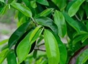 Daun Sirsak: Rahasia Alami Menuju Kesehatan Optimal yang Tak Terduga!