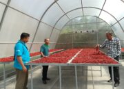 Inovasi Pengeringan Cabai Gunakan Solar Dryer Dome Sangat Efektif
