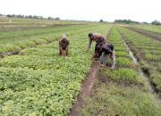 Polsek Tulangan dan Petani Desa Grabangan Bersinergi, Tanam Sayur untuk Ketahanan Pangan Lokal