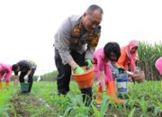 Bantu Ketahanan Pangan, Kapolresta Malang Kota Turun ke Ladang Jagung