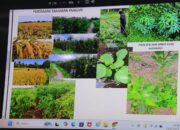 Blora Bakal Jadi Pilot Project Pupuk Organik Rumput Laut