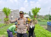 Polsek Balongbendo Panen Kangkung Bersama Warga