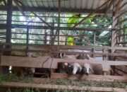 Program Ketahanan Pangan Ternak Kambing di Purbalingga, Pihak Ketiga Menghilang