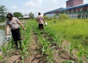 Kapolsek Krian Tinjau Perawatan Jagung, Dorong Ketahanan Pangan Berkelanjutan