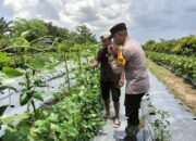 Bhabinkamtibmas Sambibulu Dukung Ketahanan Pangan, Cek Perkembangan Program P2L