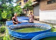 Polsek Tulangan Dukung Budidaya Lele di Krembangan, Dorong Kemandirian Pangan