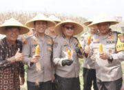 Kapolda Jatim Pimpin Panen Raya Jagung di Prambon, Dorong Kemandirian Pangan