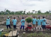 Tingkatkan Pendapatan, BUMKal Semar Margorejo Kembangkan Budidaya Tanaman Buah Kelengkeng