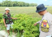 Lahan Tidur Disulap Jadi Kebun Sayur, Sodikin Jadi Inspirasi Warga Wonokupang