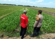 Petani Seduri Sulap Lahan Tidur Jadi Ladang Jagung dan Sawi, Dukung Program Ketahanan Pangan