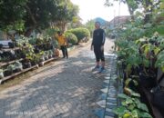Kapolsek Tulangan Tinjau Lahan Hortikultura, Dorong Kepatihan Jadi Lumbung Pangan Desa