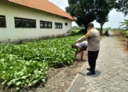 Polsek Tulangan Gaungkan “Polisi Cinta Petani”, Bhabinkamtibmas Kawal Sayur Sawi di Pekarangan Warga