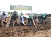 Danrem 071/Wijayakusuma Tanam Bawang Merah di Brebes
