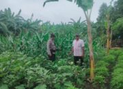 Polsek Krian Gaungkan Ketahanan Pangan Lewat Budidaya Terong, Wujudkan Asta Cita Bersama Warga