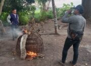 Digerebek Polisi! Lokasi Diduga Arena Sabung Ayam di Krian Diperiksa, Satu Orang Diamankan