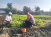 Polisi Cinta Petani, Bhabinkamtibmas Jiken Giat Dampingi Program Pekarangan Bergizi Warga