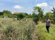 Polsek Krembung Dukung Swasembada Serai, Wujud Nyata Polisi Cinta Petani di Wonomlati