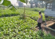Dukung Swasembada Pangan, Bhabinkamtibmas Jiken Tinjau Lahan Sayur Warga