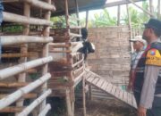Bhabinkamtibmas Cek Perkembangan Ternak Kambing di Sukodono, Dukung Program Ketahanan Pangan Nasional