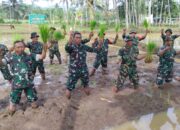 Turun ke Sawah, Ratusan Babinsa Kodim Banyumas Menanam Padi