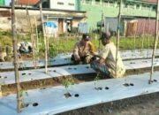Peduli Ketahanan Pangan, Bhabinkamtibmas Kepadangan Bareng Petani Pantau Perkembangan Tanaman Cabai