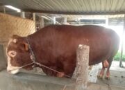 Presiden RI Siapkan Sapi Kurban di Banyumas Seberat 1 Ton