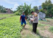 Motivasi Ketahanan Pangan, Polisi Cek Perkembangan Lahan Sayur di Desa Pangkemiri