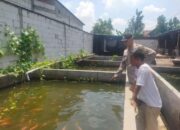Bhabinkamtibmas Sambangi Desa Segodobancang, Dukung Ketahanan Pangan Lewat Budidaya Ikan Nila