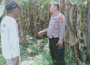 Bhabinkamtibmas Polsek Sukodono Tinjau Ketahanan Pangan di Lahan Pisang Ambon
