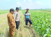 Polsek Balongbendo Sambangi Pekarangan Produktif, Dukung Ketahanan Pangan Bergizi di Desa Sumokembangsri