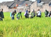 Wabah Wereng Melanda Lahan Pertanian di Ponorogo, Penyemprotan Serentak Dilakukan