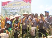 Polres Probolinggo Panen Raya Jagung Kuartal III, Hasilkan 1,1 Ton untuk Dukung Swasembada Pangan