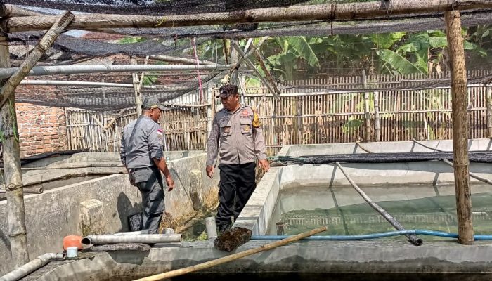 Polsek Tarik Pantau Kolam Ikan Lele, Dukung Ketahanan Pangan Warga Mergosari