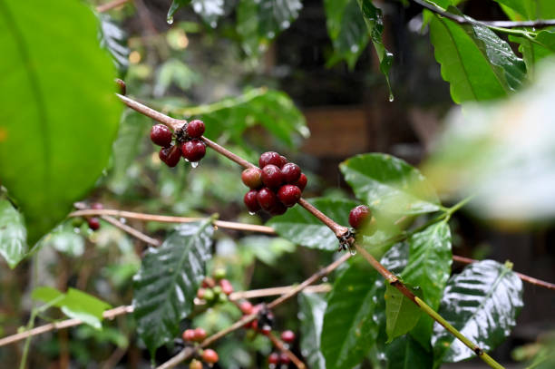 Wisata Kopi Indonesia
