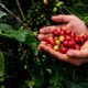 Wisata kopi