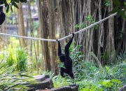 GL Zoo Naikkan Harga Tiket per 30 Maret, Lansia Madya Gratis Masuk