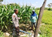 Polisi Turun ke Sawah, Polsek Prambon Pantau Lahan Jagung Antisipasi Cuaca Ekstrem
