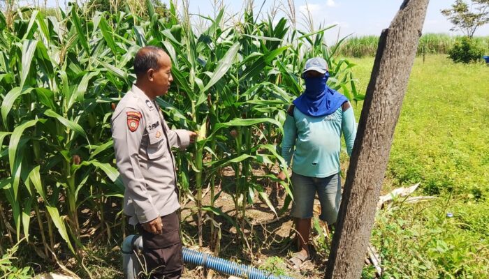 Polisi Turun ke Sawah, Polsek Prambon Pantau Lahan Jagung Antisipasi Cuaca Ekstrem