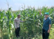 Polsek Prambon Turun ke Lahan, Dorong Swasembada Jagung di Desa Prambon