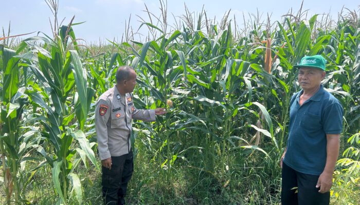 Polsek Prambon Turun ke Lahan, Dorong Swasembada Jagung di Desa Prambon