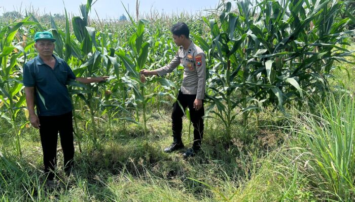 Polsek Prambon Turun ke Sawah, Dampingi Petani Jagung untuk Perkuat Ketahanan Pangan