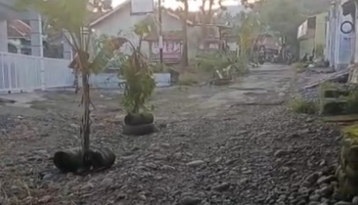 Warga Tanam Pohon Pisang di Jalan Rusak, Protes Keras Lambannya Perbaikan di Pakuniran