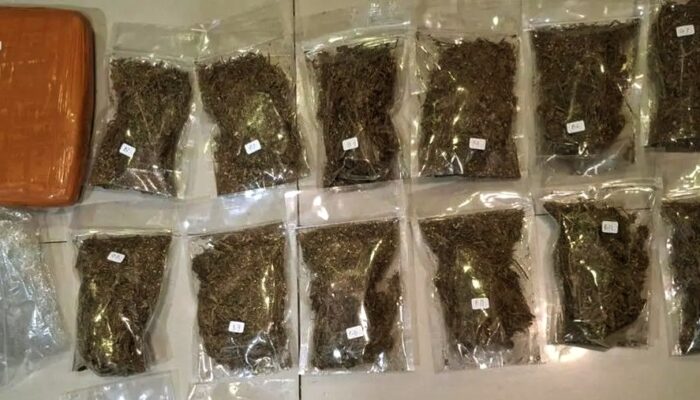 Operasi Senyap Ditresnarkoba Polda Metro Jaya, Pengedar Ganja 6,2 Kg Diringkus di Depok