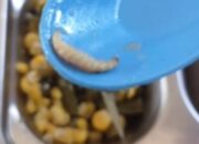 Kecolongan! Ulat Ditemukan dalam Sajian MBG, Petugas Akui Kurang Teliti