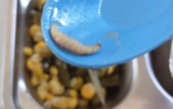 Kecolongan! Ulat Ditemukan dalam Sajian MBG, Petugas Akui Kurang Teliti