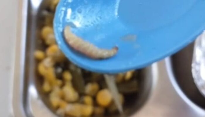 Kecolongan! Ulat Ditemukan dalam Sajian MBG, Petugas Akui Kurang Teliti