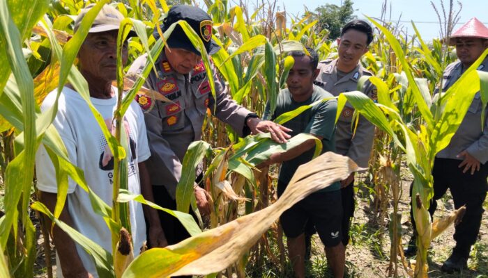 Polsek Prambon Intensif Dampingi Pengolahan Lahan Jagung demi Perkuat Swasembada Pangan di Sidoarjo