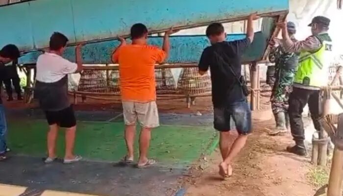 Digerebek Polisi, Arena Sabung Ayam dan Judi Dadu di Kebumen Dibongkar Warga dan Petugas