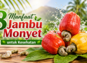 Manfaat jambu monyet