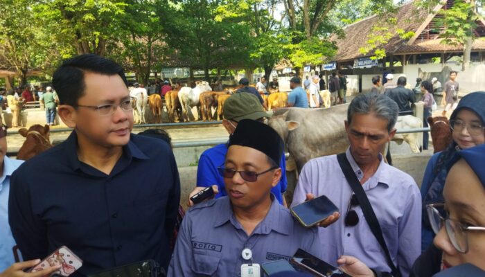 Sleman Kekurangan Ribuan Sapi dan Domba Kurban, Butuh Tambahan dari Luar Daerah